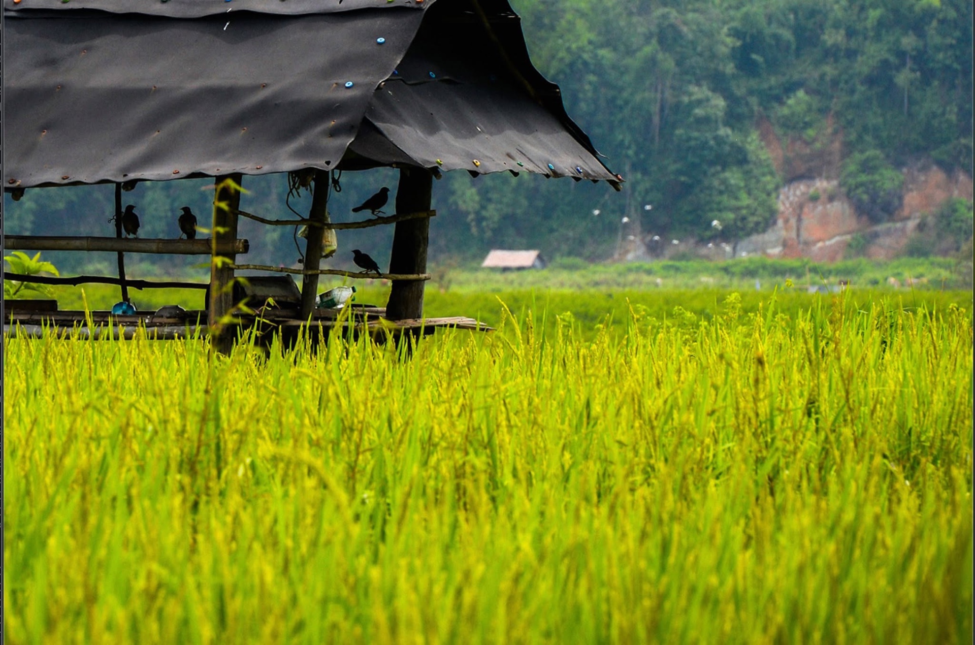 กระท่อมนาในพื้นที่บ้านน้อยกาฬสินธุ์ริมลำน้ำบิคลี่ สังขละบุรี