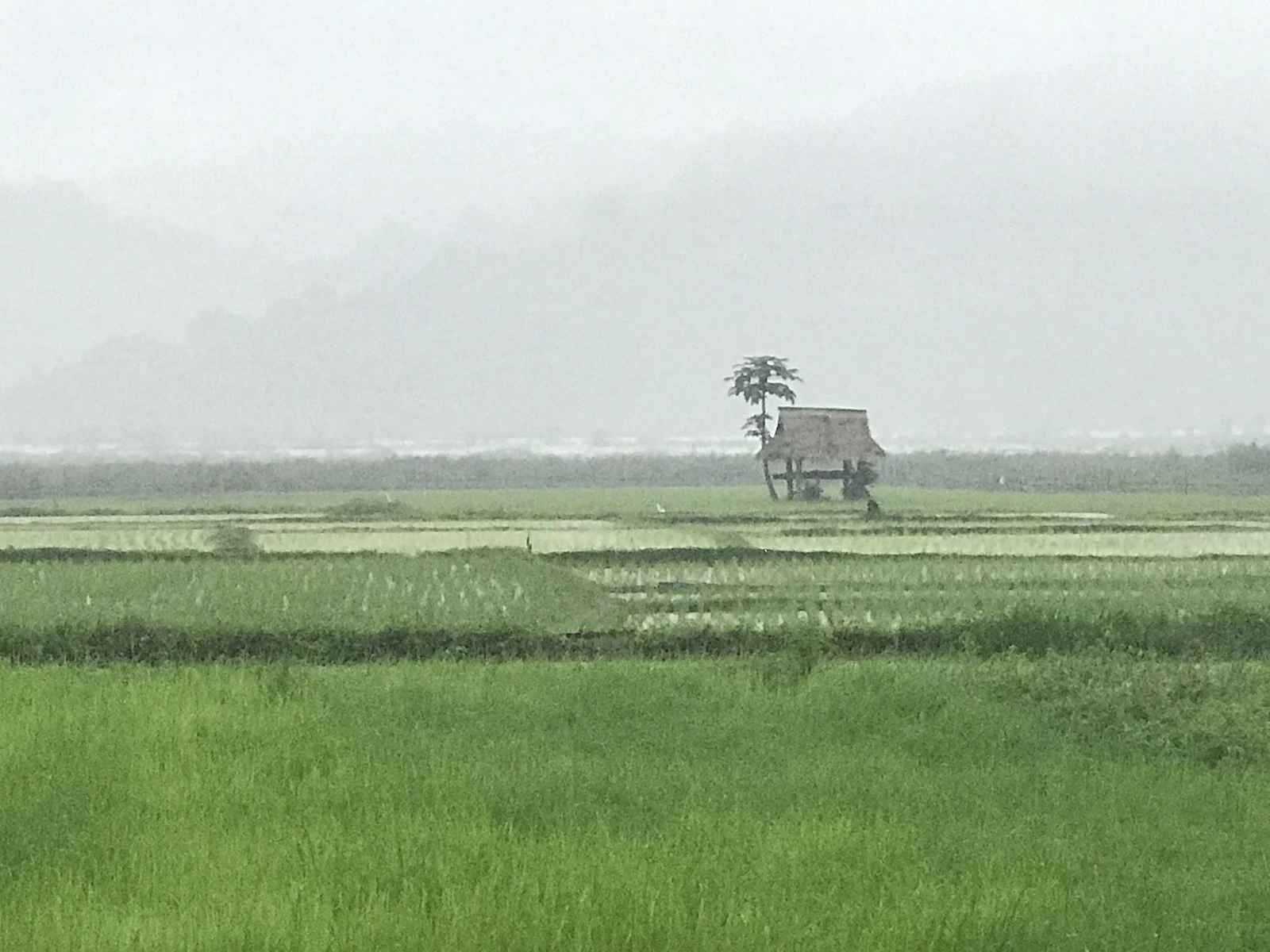 ทุ่งนาข้าวเขียวขจีกลางหุบเขาสังขละบุรี