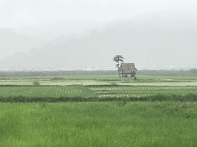 ทุ่งนาข้าวเขียวขจีกลางหุบเขาสังขละบุรี
