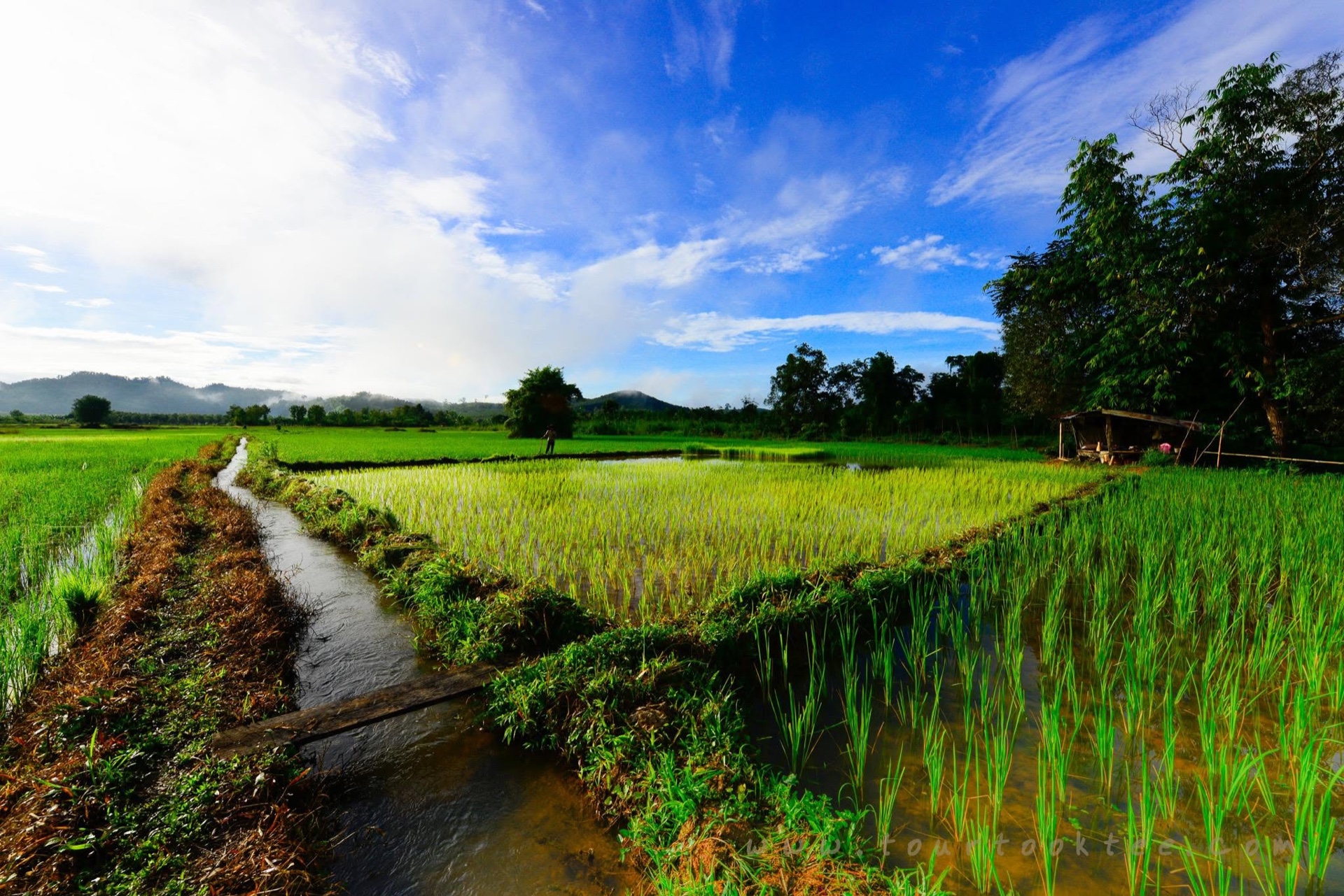 ชาวบ้านกำลังดำนาในพื้นที่บ้านห้วยกบ สังขละบุรี