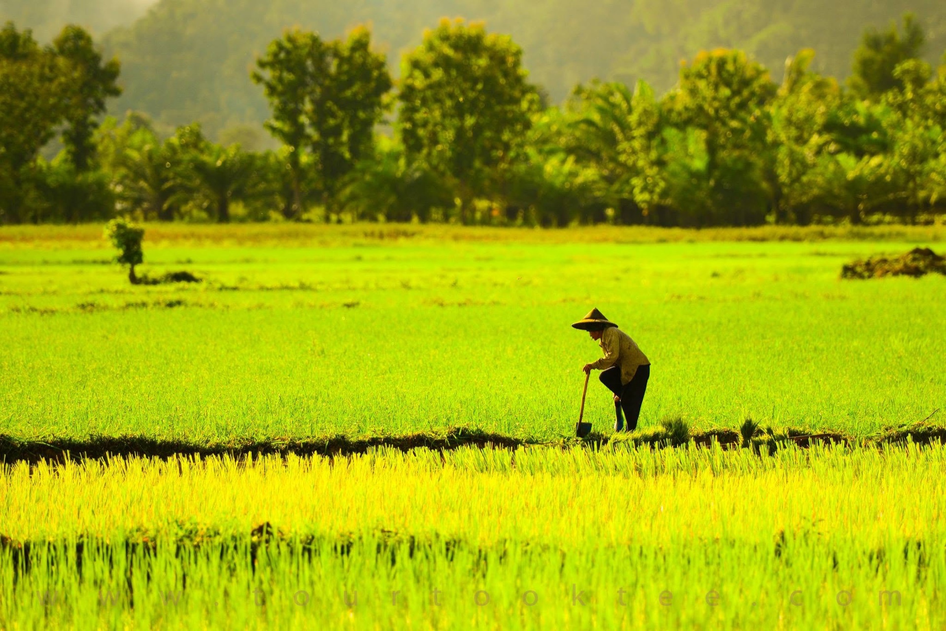 ร่องน้ำและแปลงนาข้าวในบ้านห้วยกบ สังขละบุรี